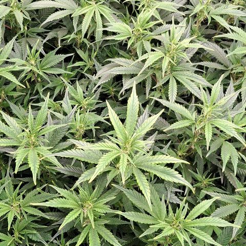 OG Kush (Stecklinge) growlog timeline photo
