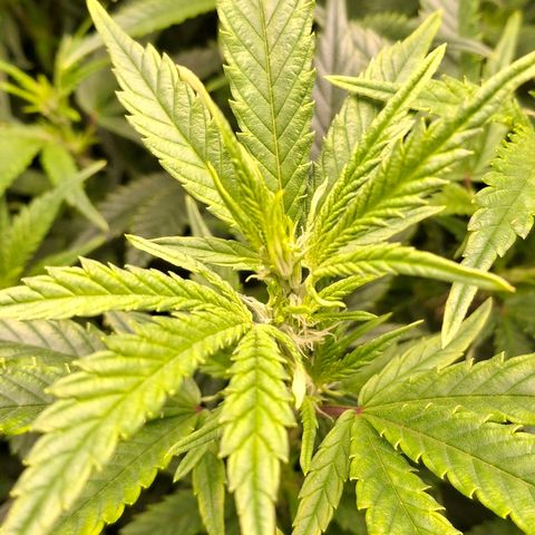 OG Kush (Stecklinge) growlog timeline photo