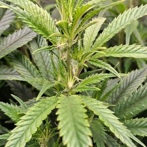 OG Kush (Stecklinge) growlog timeline photo
