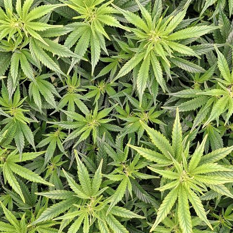 OG Kush (Stecklinge) growlog timeline photo