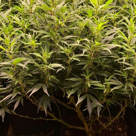 OG Kush (Stecklinge) growlog timeline photo