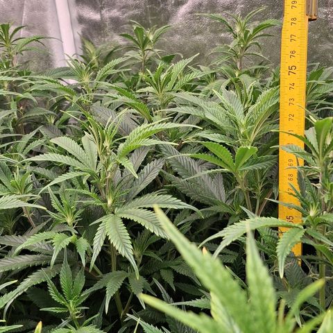 OG Kush (Stecklinge) growlog timeline photo