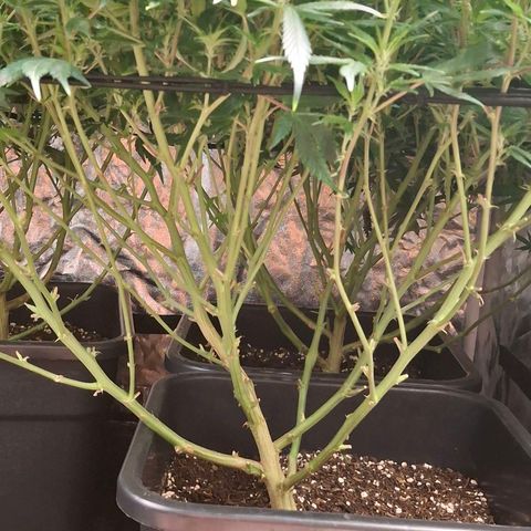OG Kush (Stecklinge) growlog timeline photo
