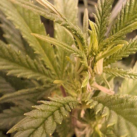 OG Kush (Stecklinge) growlog timeline photo