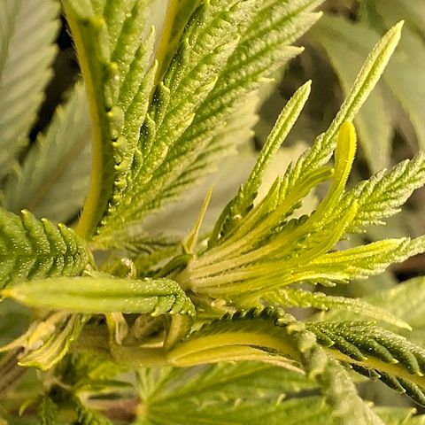 OG Kush (Stecklinge) growlog timeline photo