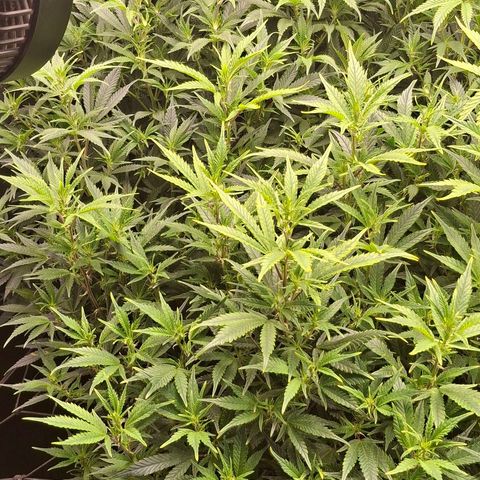OG Kush (Stecklinge) growlog timeline photo