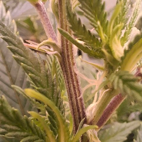 OG Kush (Stecklinge) growlog timeline photo