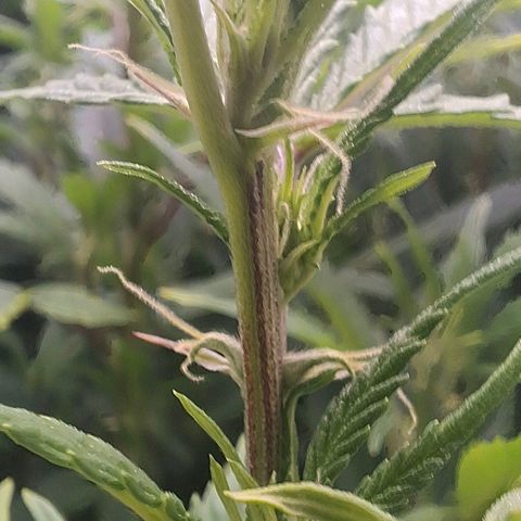 OG Kush (Stecklinge) growlog photo: 3.Advent 