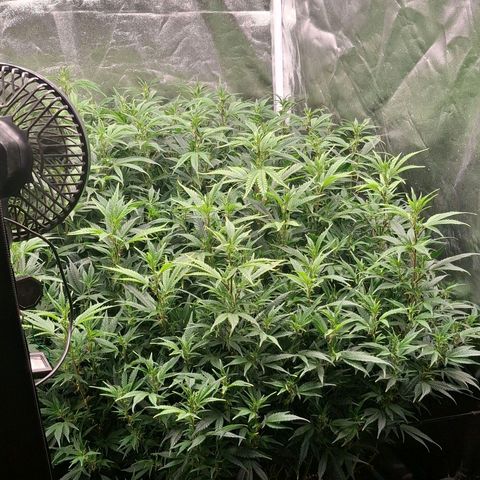 OG Kush (Stecklinge) growlog photo: 3.Advent 