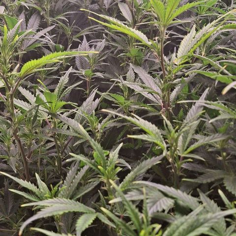 OG Kush (Stecklinge) growlog photo: 3.Advent 