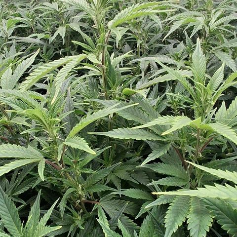 OG Kush (Stecklinge) growlog photo: 3.Advent 