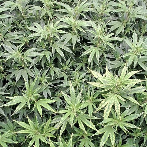 OG Kush (Stecklinge) growlog photo: 3.Advent 