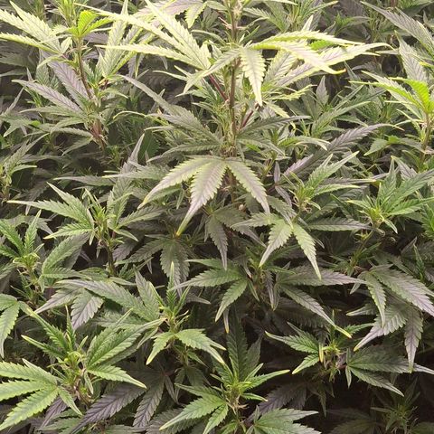 OG Kush (Stecklinge) growlog photo: 3.Advent 