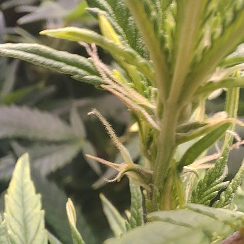 OG Kush (Stecklinge) growlog photo: 3.Advent 