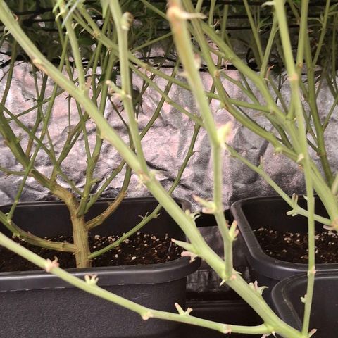 OG Kush (Stecklinge) growlog timeline photo