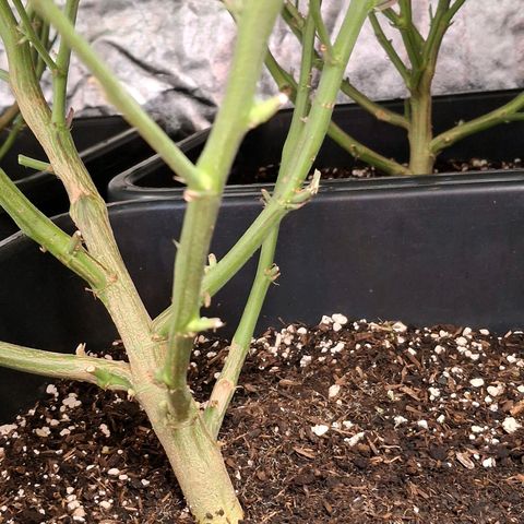 OG Kush (Stecklinge) growlog timeline photo