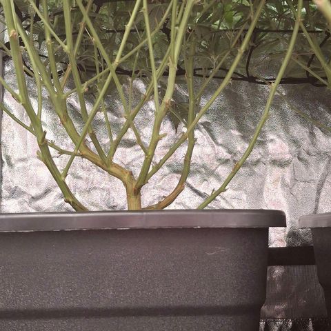 OG Kush (Stecklinge) growlog timeline photo