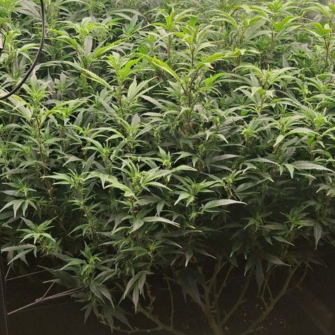 OG Kush (Stecklinge) growlog timeline photo