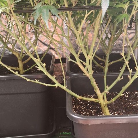 OG Kush (Stecklinge) growlog timeline photo