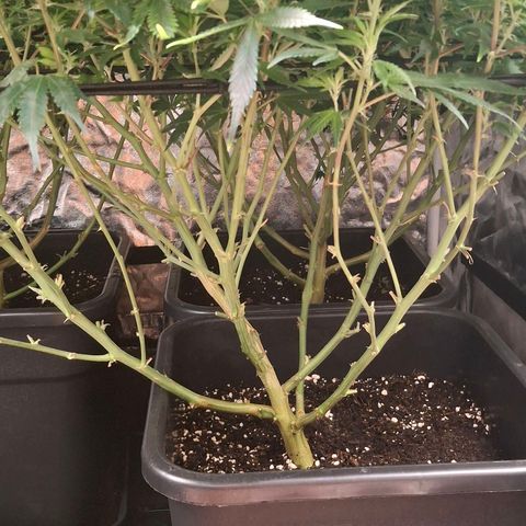 OG Kush (Stecklinge) growlog timeline photo