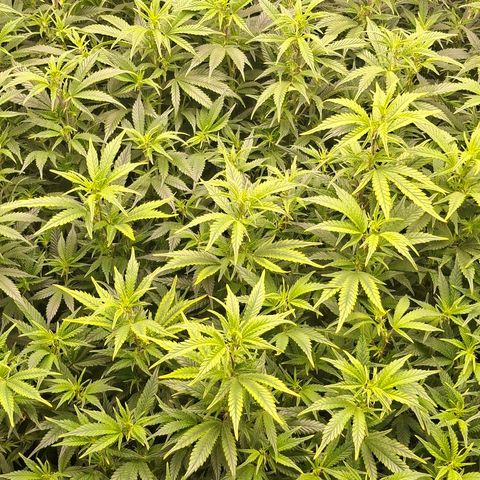 OG Kush (Stecklinge) growlog timeline photo