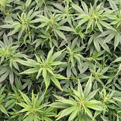 OG Kush (Stecklinge) growlog timeline photo