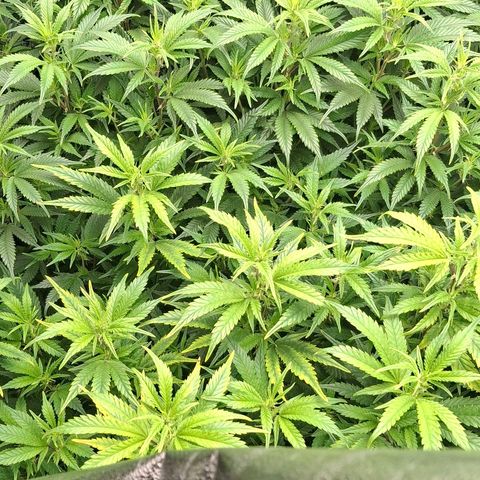 OG Kush (Stecklinge) growlog timeline photo