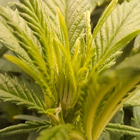 OG Kush (Stecklinge) growlog timeline photo
