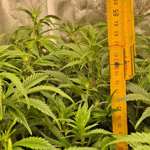 OG Kush (Stecklinge) growlog timeline photo