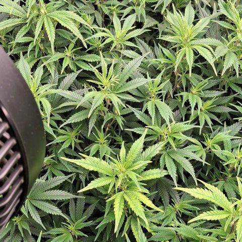 OG Kush (Stecklinge) growlog timeline photo