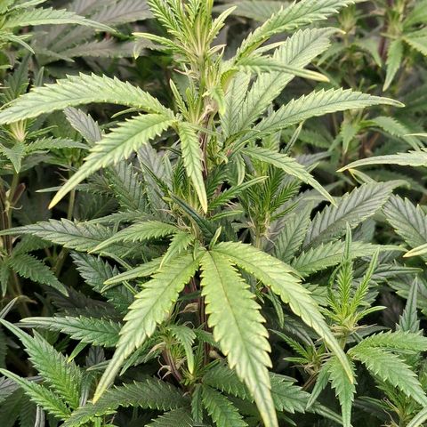 OG Kush (Stecklinge) growlog timeline photo