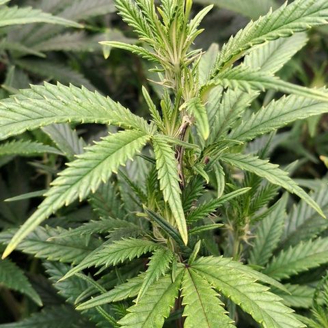 OG Kush (Stecklinge) growlog timeline photo