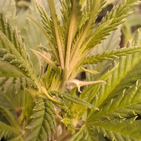 OG Kush (Stecklinge) growlog timeline photo