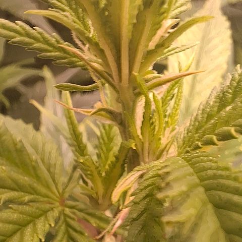 OG Kush (Stecklinge) growlog timeline photo