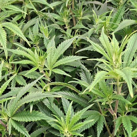 OG Kush (Stecklinge) growlog timeline photo