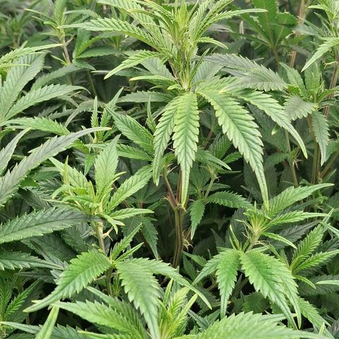OG Kush (Stecklinge) growlog timeline photo