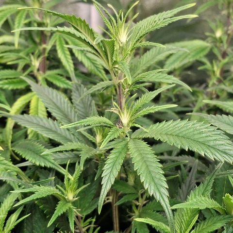 OG Kush (Stecklinge) growlog timeline photo
