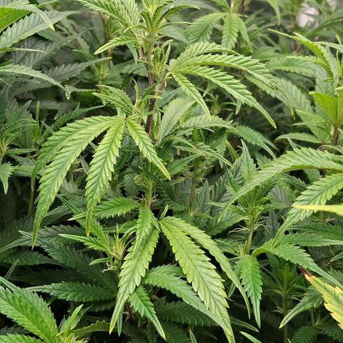 OG Kush (Stecklinge) growlog timeline photo