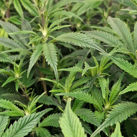 OG Kush (Stecklinge) growlog timeline photo