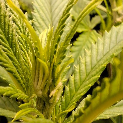 OG Kush (Stecklinge) growlog timeline photo