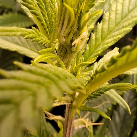 OG Kush (Stecklinge) growlog timeline photo