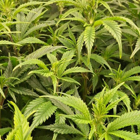 OG Kush (Stecklinge) growlog timeline photo