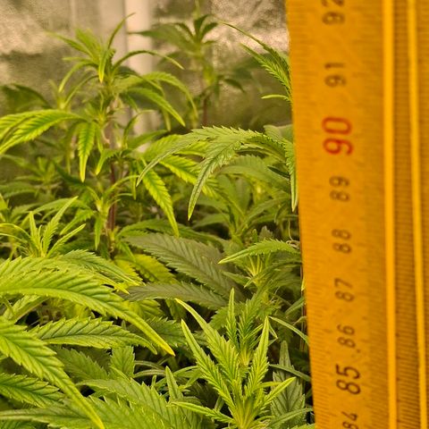 OG Kush (Stecklinge) growlog timeline photo