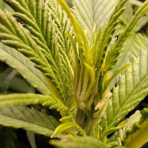 OG Kush (Stecklinge) growlog timeline photo