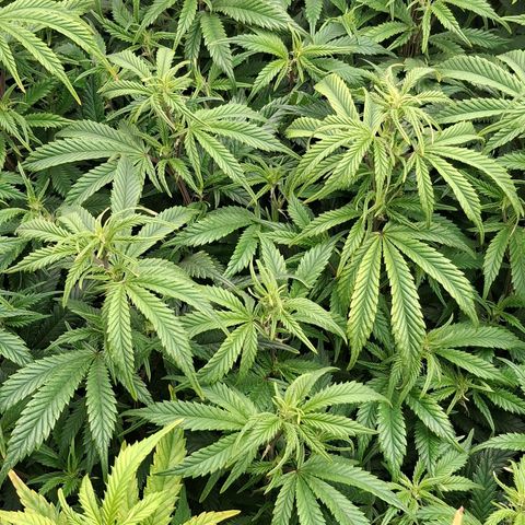 OG Kush (Stecklinge) growlog timeline photo
