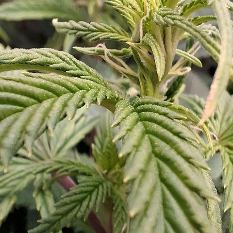 OG Kush (Stecklinge) growlog timeline photo