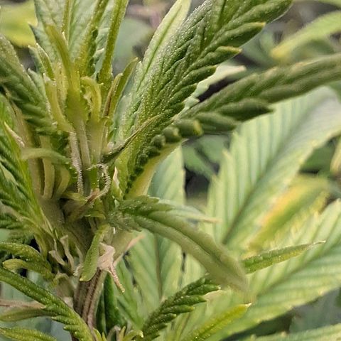 OG Kush (Stecklinge) growlog timeline photo
