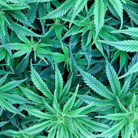OG Kush (Stecklinge) growlog timeline photo