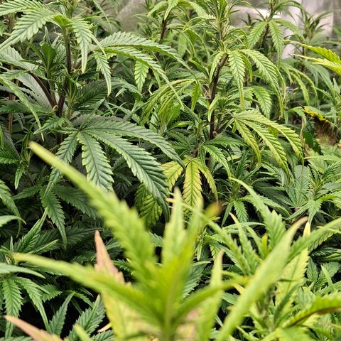 OG Kush (Stecklinge) growlog timeline photo