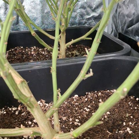 OG Kush (Stecklinge) growlog timeline photo